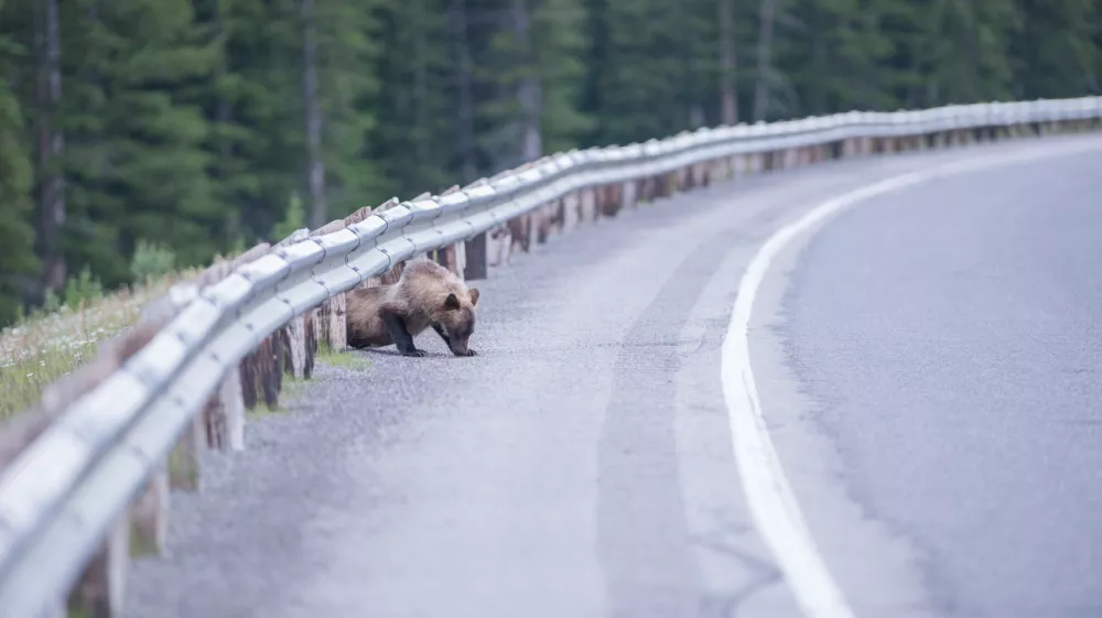 Inženirski pristop k upravljanju s prostorom moramo dopolniti z empatijo&nbsp;do drugih živih bitij, s katerimi si delimo planet. / Foto: Getty Images