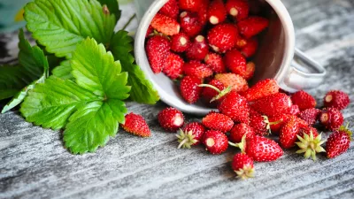 Fresh wild strawberries on an old wooden table