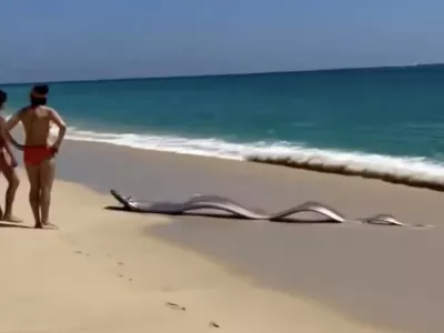 Foto: zajem zaslona X