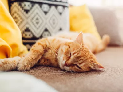 Mačke najraje spijo takole. / Foto: Istock