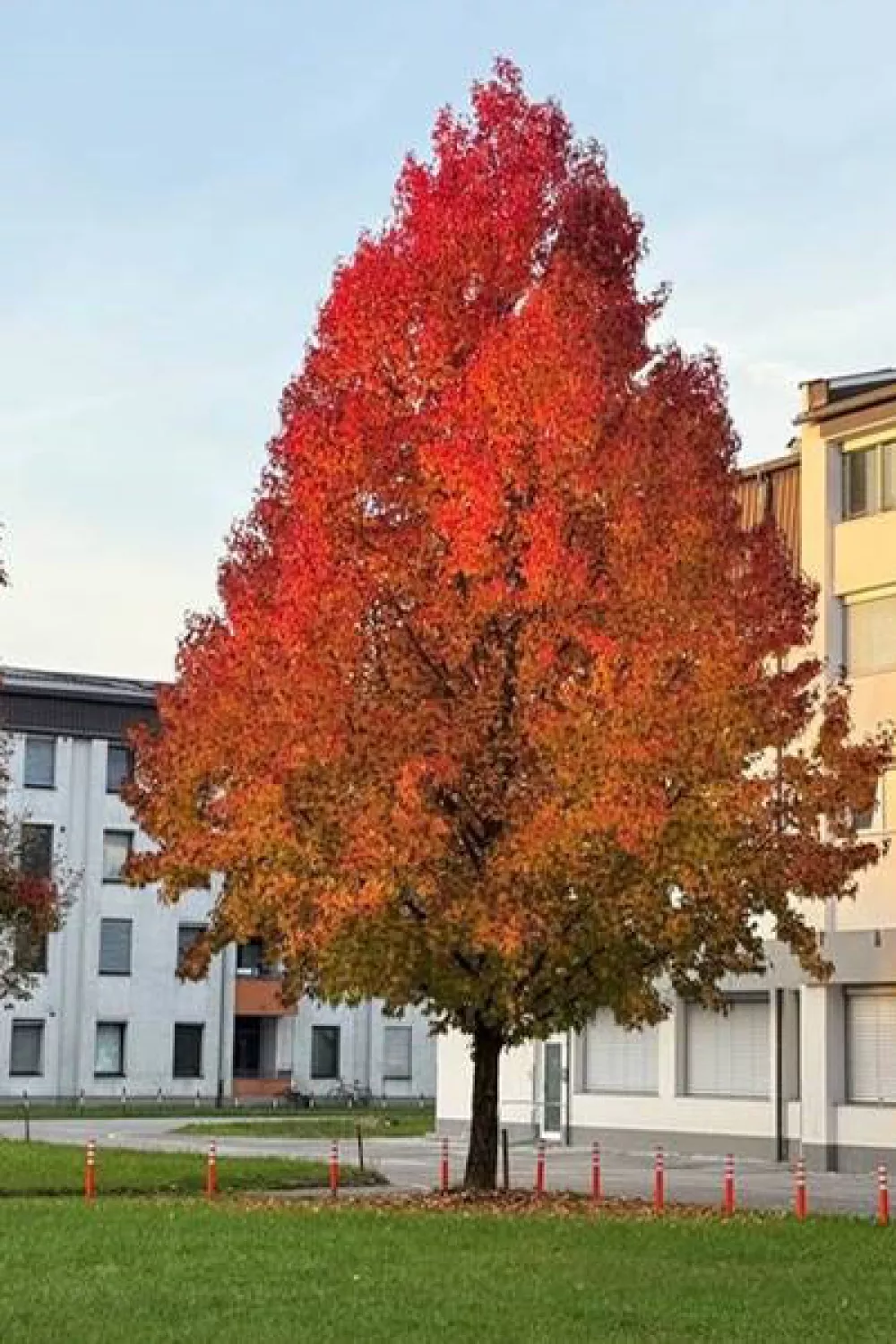 izbor za drevo 2025: ameri&scaron;ki ambrovec na Viču