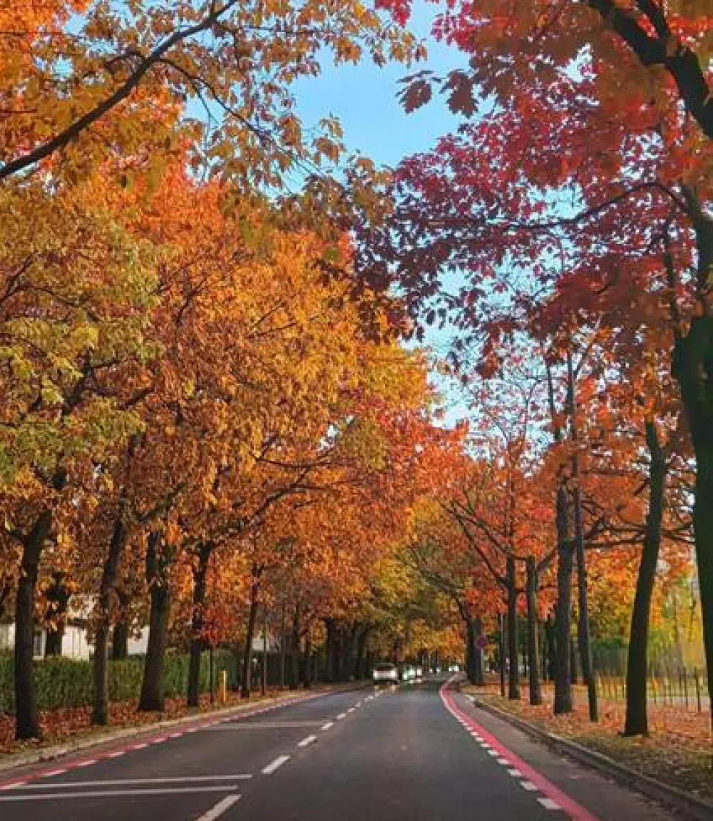 Naj drevored 2025: Drevored rdečih hrastov in ostrolistnih javorjev