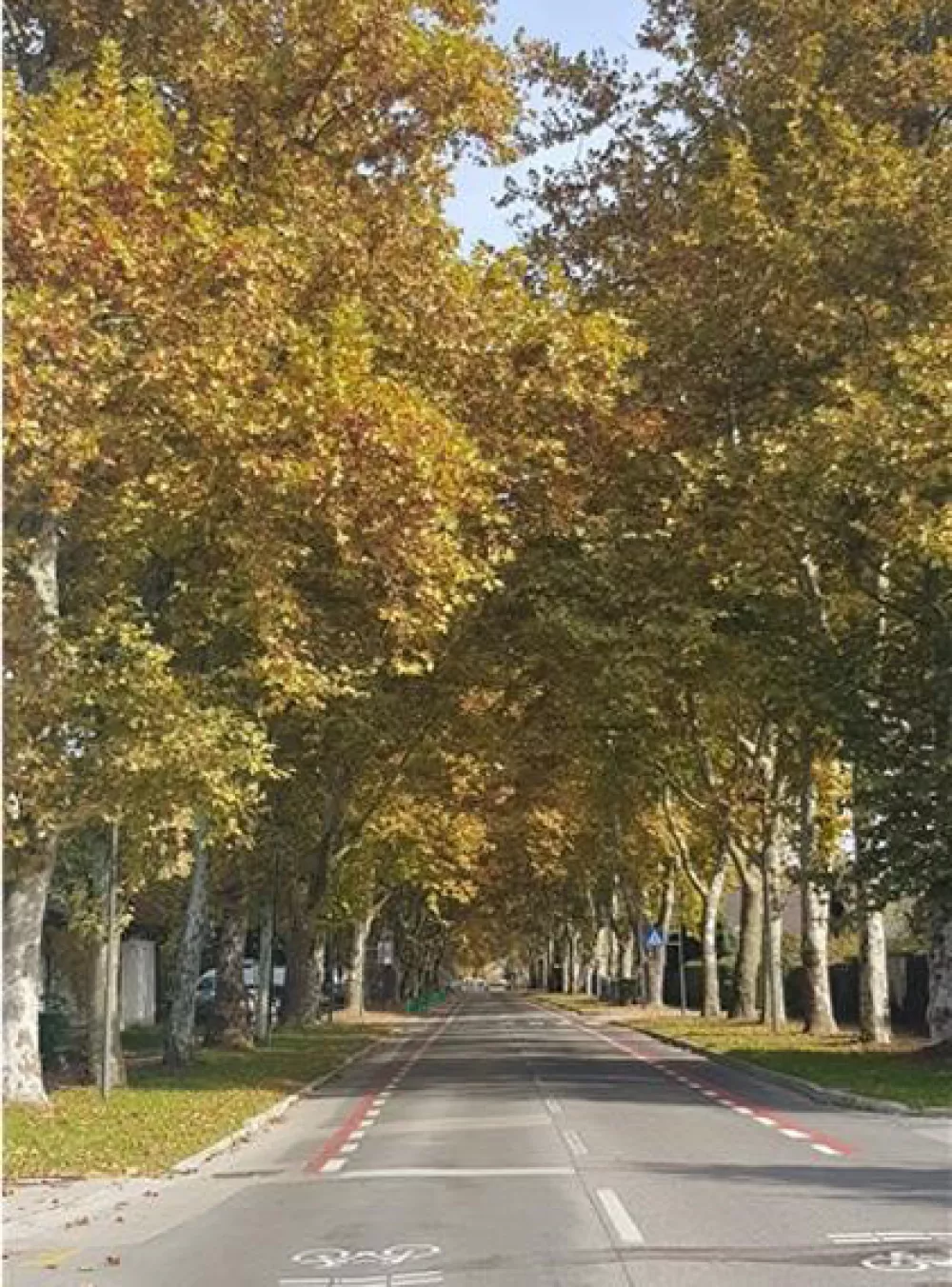 Naj drevored 2025: drevored javorolistnih platanna Ulica Bratov Babnik