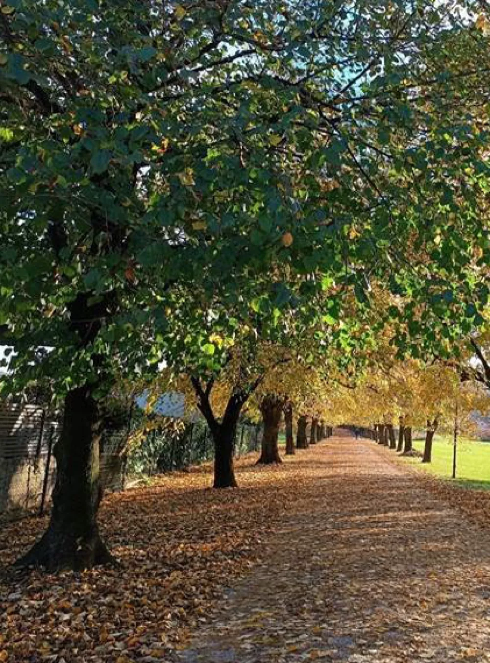 Naj drevored 2025: Lipov drevored v Fužinah