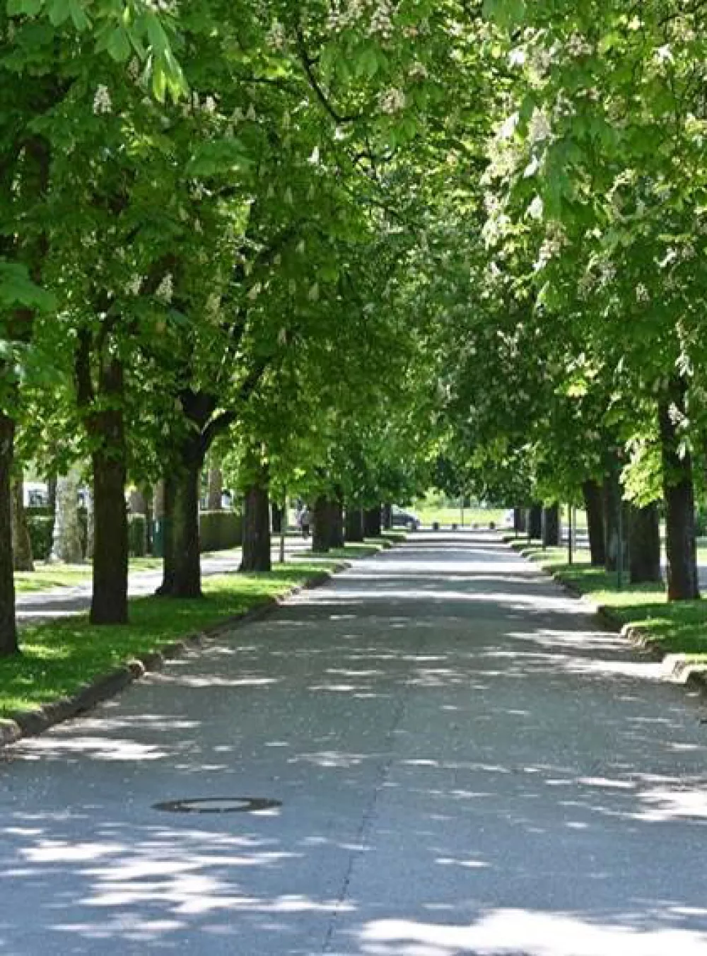 Naj drevored 2025: aleja divjih kostanjev med hmeljniki