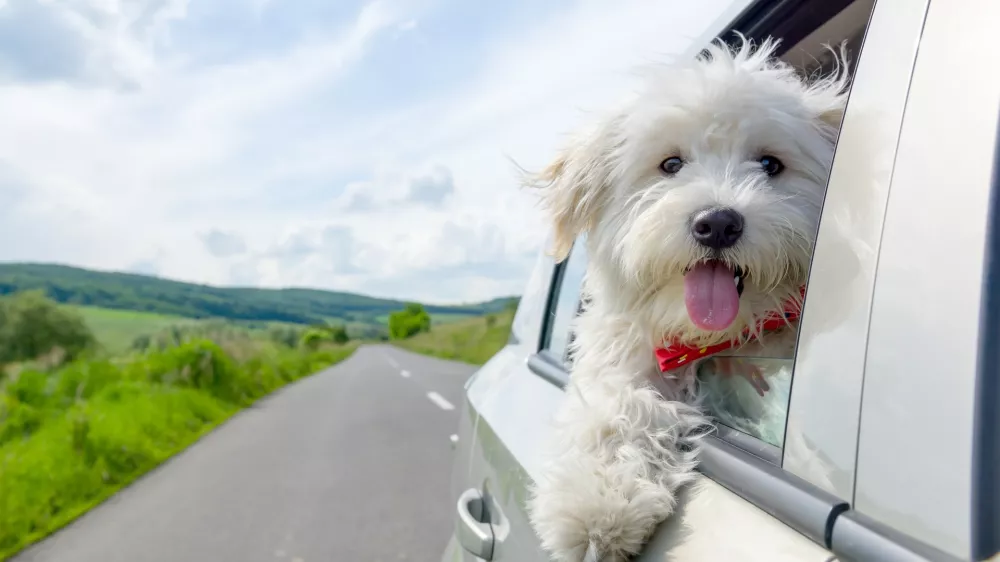 "Vsak od nas je že videl psa, ki moli glavo čez odprto okno in sedi na sprednjem oziroma zadnjem sedežu avtomobila, kar je vpra&scaron;ljivo tudi z vidika zdravja psa. Neustrezen prevoz psa v avtomobilu je nevaren tako za žival kot za voznika in druge sopotnike," opozarja Mojca Gričar iz dru&scaron;tva Animals Matter.