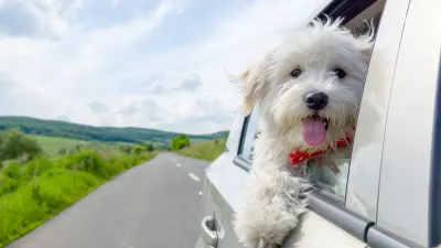 "Vsak od nas je že videl psa, ki moli glavo čez odprto okno in sedi na sprednjem oziroma zadnjem sedežu avtomobila, kar je vpra&scaron;ljivo tudi z vidika zdravja psa. Neustrezen prevoz psa v avtomobilu je nevaren tako za žival kot za voznika in druge sopotnike," opozarja Mojca Gričar iz dru&scaron;tva Animals Matter.