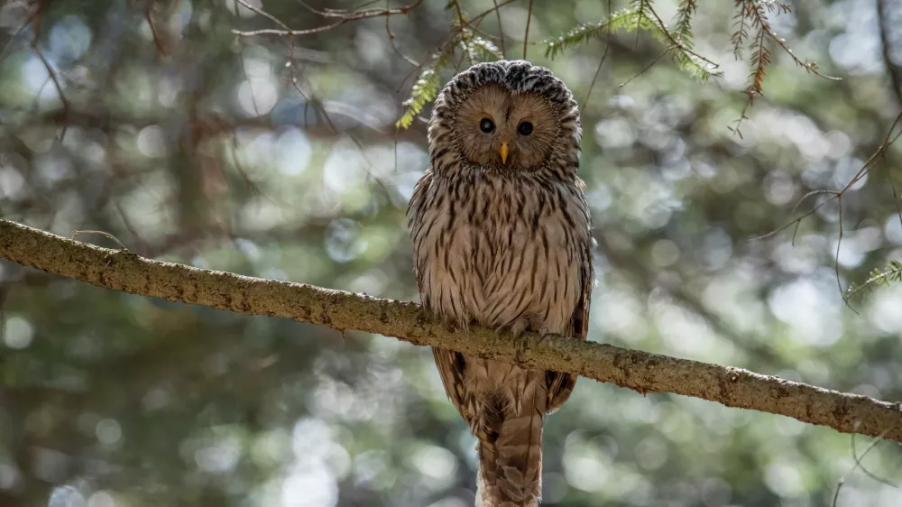 Najstarej&scaron;a kozača pri nas &scaron;teje kar devetnajst let. / Foto: Rok &Scaron;tirn