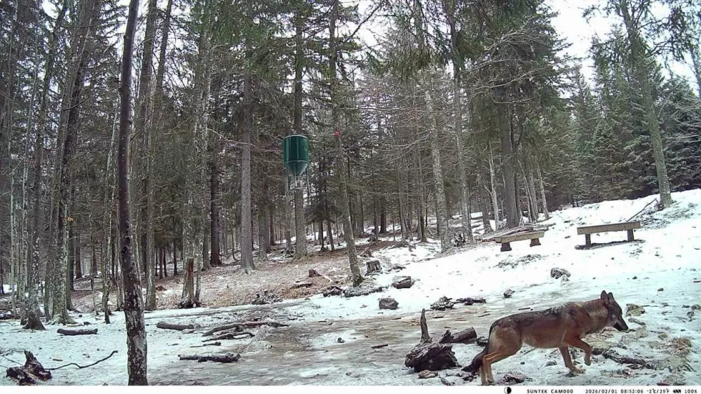 Volk ponovno na Pohorju &ndash; znanje za varen soobstoj