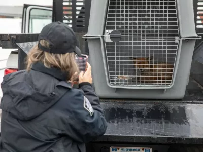 Lisjaka, ki je posku&scaron;al migrirati v ZDA, so ujeli cariniki v New Jerseyu.