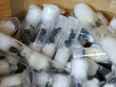 FILE PHOTO: Samples of garden ants concealed in syringes are presented to court as two Belgian nationals, a Vietnamese and a Kenyan national appeared for the hearing of their case, after they pleaded guilty to illegal possession and trafficking of garden ants, at the Jomo Kenyatta International Airport (JKIA) Law Courts, in Nairobi, Kenya, April 15, 2025. REUTERS/Monicah Mwangi   TPX IMAGES OF THE DAY/File Photo
