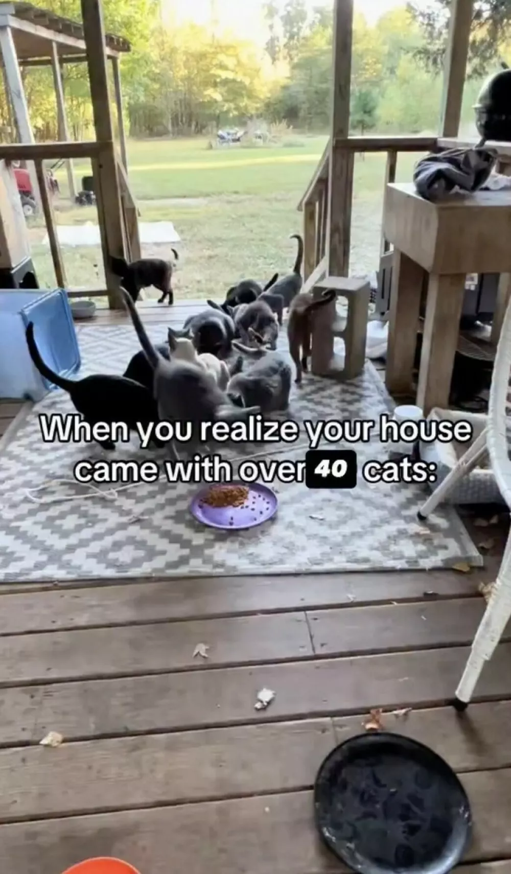 EXCLUSIVE: Story from Jam Press (Stray Cat Invasion)Pictured: Video grab of the cats discovered by Joshua and Faye in their new home.VIDEO: 'We found 43 stray CATS living in our new Ł52,000 home on the day we moved in'A couple who moved into their bargain Ł52,000 home were left stumped after they found 43 stray cats living inside.Joshua Howell and his partner did not realise they were moving into an occupied property when they got the keys.The 35-year-old found rooms and rooms of adorable &ndash; but mostly very poorly &ndash; moggies making themselves at home."It was an utter shock and surprise," Joshua told What's The Jam."We already had plans to start a small farm and cat rescue, but we thought it would be on our own terms, after we already had a good framework set up."We are a disabled couple so all of our energy and time goes into the care of this colony and trying to grow the rescue."Joshua and Faye, who live in Ozone, Arkansas in the US, had dreams of starting their own rescue home since first meeting in 2020.Having forked out about Ł52,000 (0,000 USD) for the small home, they had no idea it had any kind of animal infestation.But since moving in, the duo have devoted their time to improving the health of the dozens of resident felines &ndash; in some cases, saving their lives.Joshua explained: "We live out in a remote part of our state."There are few resources available to help out needy animals already."The only options were to drop them off at a shelter or ignore them."There was no way we were going to do either of those, so we decided to start the rescue now &ndash; and build it as we save the colony."I have a good friend that runs a rescue in New York. They are helping us behind the scenes get to a professional level."The couple have now started the Sunshine Pines Rescue.They are able to fix, feed, shelter, and vet all 43 of the cats.The centre has relied on the animal lovers' hard work and donations from viewers after sharing their journey online.T.03 Mar 2026Pictured: Story from Jam Press (Stray Cat Invasion)Pictured: Video grab of the cats discovered by Joshua and Faye in their new home.VIDEO: 'We found 43 stray CATS living in our new Ł52,000 home on the day we moved in'A couple who moved into their bargain Ł52,000 home were left stumped after they found 43 stray cats living inside.Joshua Howell and his partner did not realise they were moving into an occupied property when they got the keys.The 35-year-old found rooms and rooms of adorable &ndash; but mostly very poorly &ndash; moggies making themselves at home."It was an utter shock and surprise," Joshua told What's The Jam."We already had plans to start a small farm and cat rescue, but we thought it would be on our own terms, after we already had a good framework set up."We are a disabled couple so all of our energy and time goes into the care of this colony and trying to grow the rescue."Joshua and Faye, who live in Ozone, Arkansas in the US, had dreams of starting their own rescue home s.,Image: 1079736871, License: Rights-managed, Restrictions: NO Australia, Germany, Norway, South Korea, Sweden, United Kingdom, United States, Unknown Country, Model Release: no