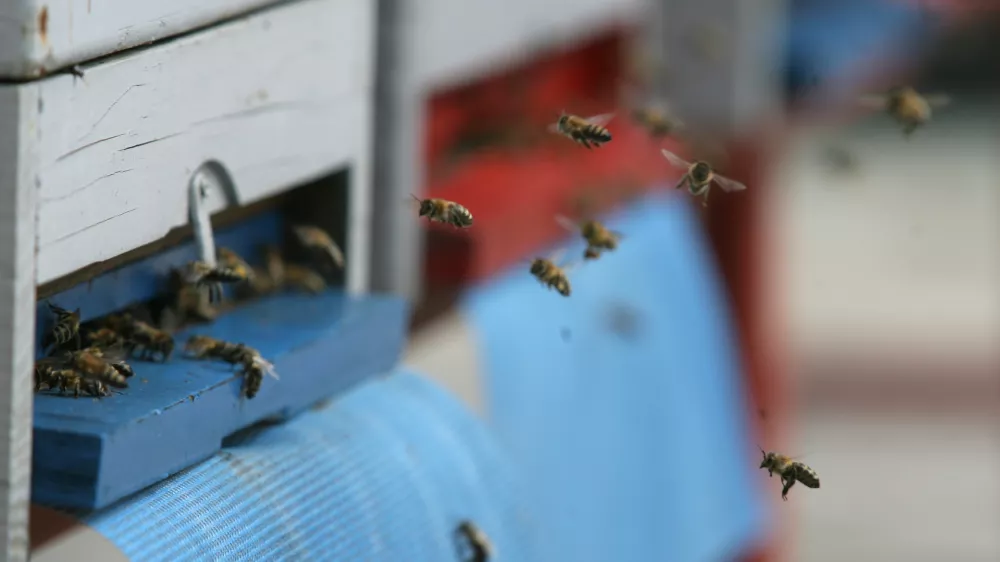 - terasa CD - Cankarjev dom - čebelnjak - krajnske čebele na terasi Cankarjevega doma - gre za tri ameri&scaron;ke nakladne panje LR s spremenljivim volumnom, ki preprečujejo rojenje, ker jih je mogoče povečevati glede na rast družine,//FOTO: Luka Cjuha