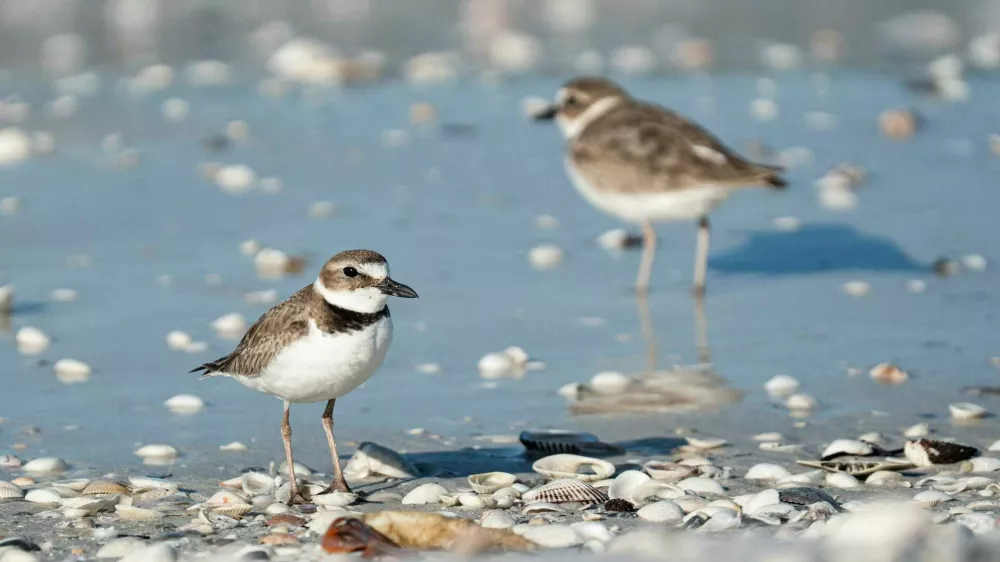 Wilson?s Plovers hang out on Dickman?s Island in Collier County on Wednesday, March 11, 2026. Dickman?s Island is in the Ten Thousand Islands National Wildlife Sanctuary. It is coming up on nesting season for shorebirds including the Wilson?s plovers and Audubon Florida is asking visitors to be aware of the small birds that nest on SWFL beaches. Parts of the island was getting staked out to create undisturbed room for the nesting birds