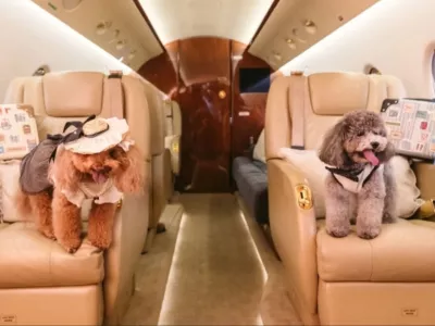 Takole udobno lahko letijo celo pot. / Foto: Singapaw Air