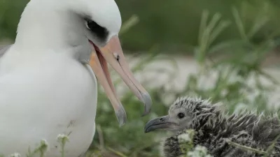 Wisdom,&nbsp;samica&nbsp;laysanskega albatrosa,​&nbsp;februarja lani / Foto: Profimedia