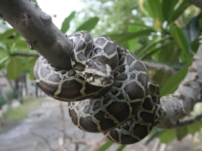 A close-up view of a Burmese python on a tree branch. / Foto: Lunatic_67 Getty Image