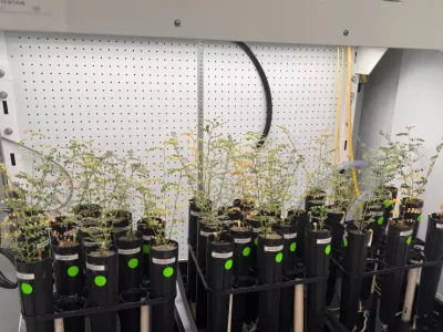 Čičerika je uspela zrasti v posebnih pogojih. Foto: zajem zaslona