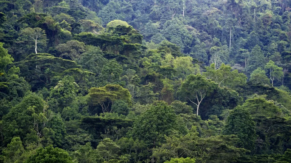 Bwindi Impenetrable Forest. Rainforest at Bwindi National Park, Uganda. Photo: Magnus Martinsson / TT / 2734,Image: 1078455346, License: Rights-managed, Restrictions:, Model Release: no