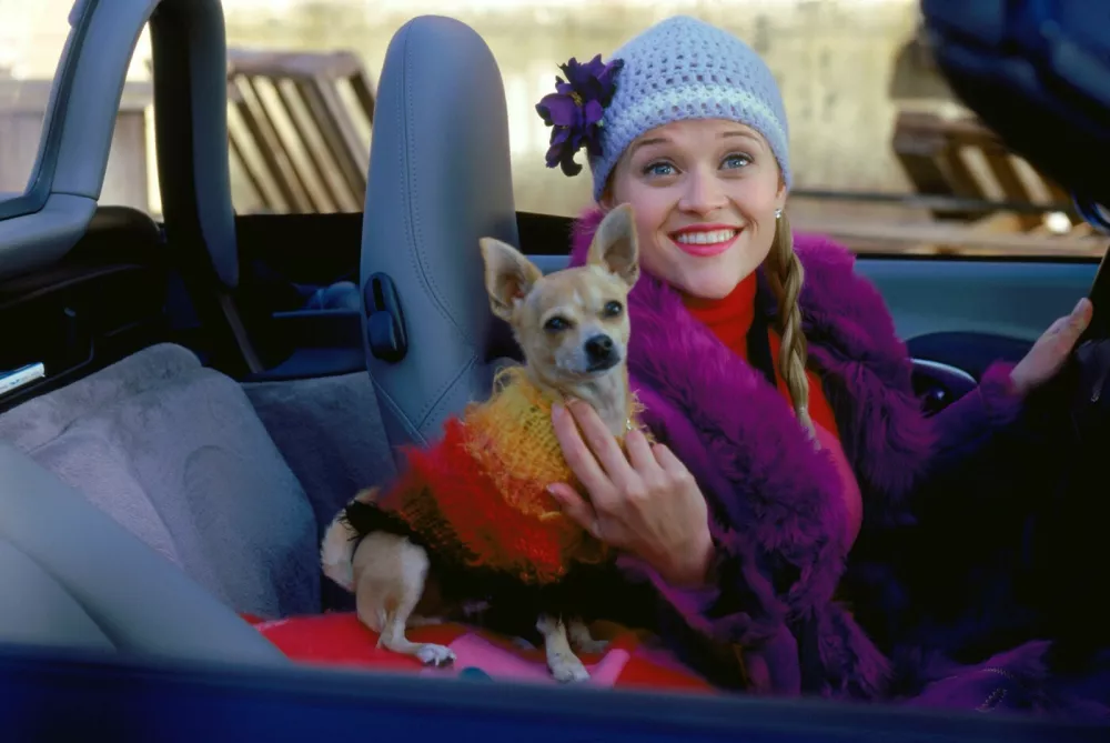 LEGALLY BLONDE, Reese Witherspoon, Bruiser, 2001.,Image: 97950023, License: Rights-managed, Restrictions: For usage credit please use; &copy;MGM/Courtesy Everett Collection, Model Release: no