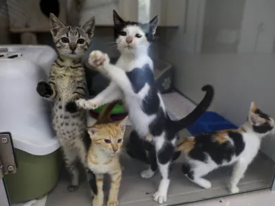 Z nedomi&scaron;ljenimi spremembami prenatrpali zaveti&scaron;ča za živali