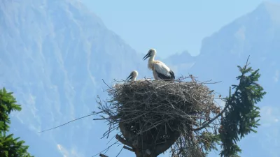 &Scaron;torklje gnezdo