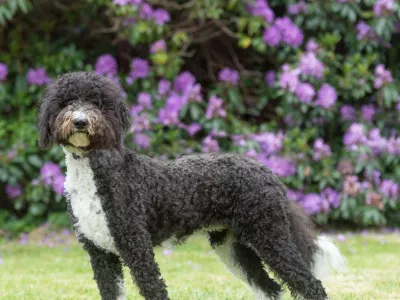 Image: 1005224168, License: Rights-managed, Restrictions:, Model Release: no