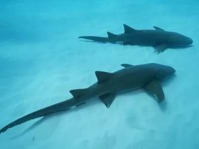 MALDIVES - JANUARY 29: A view of nurse sharks, usually found around reefs and sandy areas, known for their calm nature in the Maldives, on January 29, 2026. They often rest motionless on the seabed during the day and feed on small fish and invertebrates at night, making them a safe and popular species for diving tourism. Tiger sharks, rarer but striking, are recognized by their large size, strong build, and distinctive stripes. Typically found in deeper, open waters, they sometimes approach dive sites, offering unforgettable encounters for underwater observers. Tahsin Ceylan / Anadolu/ABACAPRESS.COM,Image: 1074309377, License: Rights-managed, Restrictions:, Model Release: no