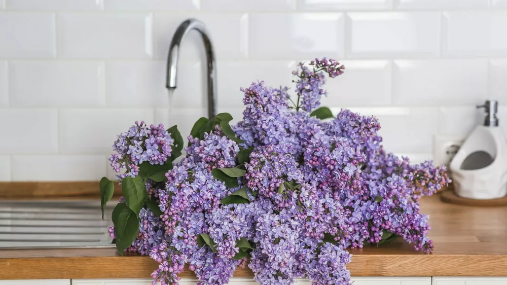 Naj raje di&scaron;i kot smrdi &hellip; / Foto: Profimedia