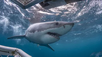 Pogled pod vodo. Slika je simbolična, morski pes na sliki pa je ista vrsta kot tisti, ki je bil opažen te dni. / Foto: Istock