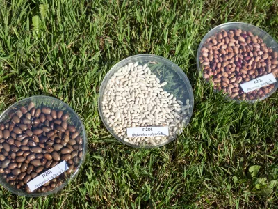 - fižol, stročnice- 21.07.2017 &ndash; Biotehnična fakulteta //FOTO: Matjaž Ru&scaron;t