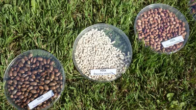 - fižol, stročnice- 21.07.2017 &ndash; Biotehnična fakulteta //FOTO: Matjaž Ru&scaron;t