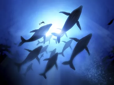 Humpback Whale Migration