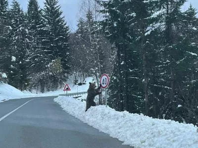 Medved Hrav&scaron;ka