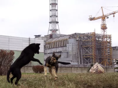 Psi, ki živijo v neposredni bližini, so drugačni od tistih, ki živijo nekoliko bolj oddaljeno. / Foto: Profimedia