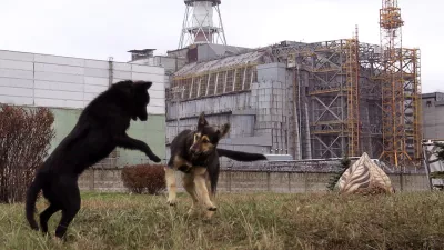 Psi, ki živijo v neposredni bližini, so drugačni od tistih, ki živijo nekoliko bolj oddaljeno. / Foto: Profimedia