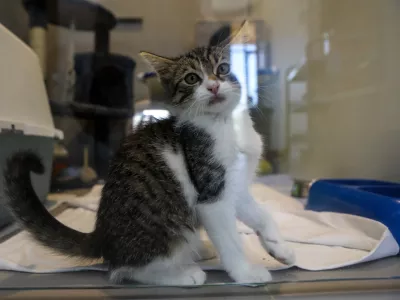 15.07.2025 - Zaveti&scaron;če za zapu&scaron;čene živali Ljubljana, GmajniceFoto: Luka Cjuha