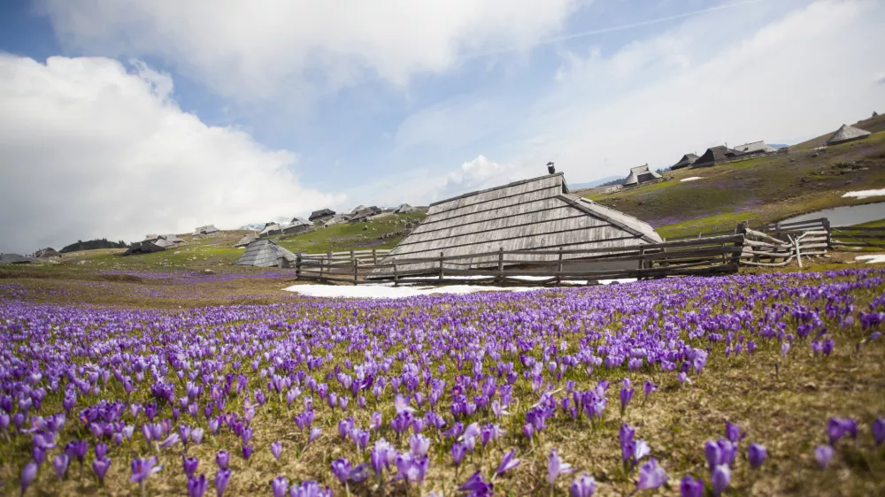 Spring crocuses on Velika Planina plateau in Slovenia. With cottage in the background.