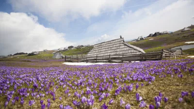 Spring crocuses on Velika Planina plateau in Slovenia. With cottage in the background.