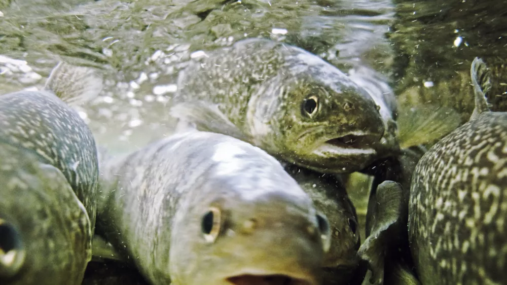 Ribolov, muharjenje, reka Idrijca, Idrija, ribi&Auml;Ť, &Auml;Ťuvaj, muha, riba, postrv, voda, naravaFOTO: JAKA GASAR / NEDELJSKI