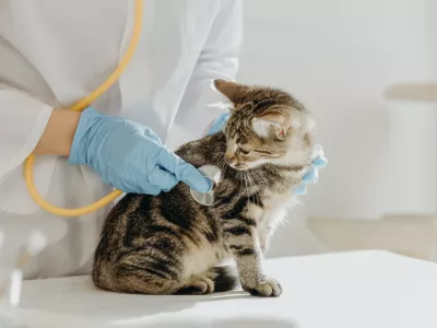 Včasih kak&scaron;no naravno lastnost zamenjamo za bolezen. / Foto: Istock