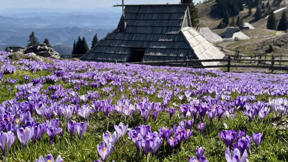 Cvetoči žafrani na Veliki planini. 