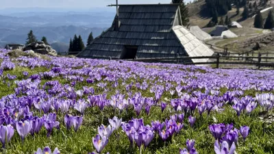 Cvetoči žafrani na Veliki planini. 