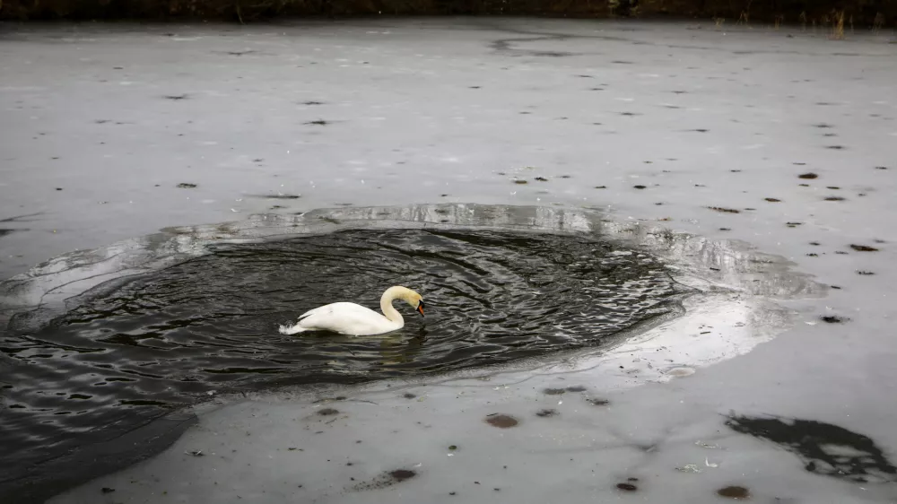 16.01.2026 - Tivolski bajer - park tivoli - led - labodFoto: Luka Cjuha