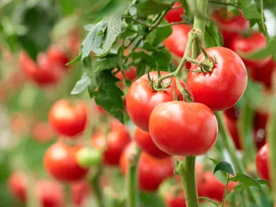 Three ripe tomatoes on green branch. Home grown tomato vegetables growing on vine in greenhouse. Autumn vegetable harvest on organic farm. / Foto: Denisfilm
