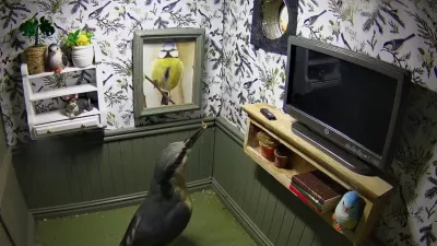 Story from Jam Press (Bird Box Flat)Pictured: A video grab showing a bird visiting Kate MacRae's bird box.VIDEO: House about that! Wildlife lover builds bird box that looks like a real flatA wildlife lover has made a bird box that looks like a real flat.Kate MacRae has created&nbsp;the&nbsp;unique design that looks like a miniature home.It features themed bird wallpaper, a TV, shelves and even a framed photo of a blue tit.And so far, it has had several viewings including from great tits, nuthatches and blue tits.But no permanent residents have moved in.Kate hand built the feature at her home near Llandeilo, south Wales.She said she wanted to make something practical and fun."I love finding creative ways to help wildlife," she told&nbsp;creatorzine.com."This nest box was designed and built by me as part of an avian estate agents."I specialise in building a range of nest boxes, where I film the occupants as they raise their families."Every year I build a furnished box with doll's house furniture."I aim to educate and enthuse people about the amazing wildlife we have visiting our gardens."And this kind of box attracts people to my work, who would not normally be interested in watching nest box footage."I've mounted cameras inside and am hoping for residents."Posting a video on Instagram yesterday (Mar 29) of the flat receiving a viewing, Kate wrote: "I've lowered the rent on this furnished property and this great tit has viewed the property twice in one day."Has asked if they could change the picture on the wall."I really hope someone takes on this beautiful apartment (because it took blooming ages to make!)."Come on great tits&hellip; it's perfect for you!"Viewers have praised the design, with many commenting on its realistic appearance and charm.One person said: "I'm not joking, you could rent this out for Ł1,000 a month in Bournemouth and call it a small studio flat."Someone else added: "Well, I'll take it if they don't."While a third person said: "That is amazing."I love it so much."Known as WildlifeKate she has been featured on BBC Springwatch, Countryfile and The One Show among others.The nest box will join her live stream cameras which people can watch.ENDSEDITOR'S NOTE:&nbsp;Video Usage Licence: (NON-EXCLUSIVE) We have obtained a non-exclusive licence from the copyright holder. A copy of the licence is available on request.Video Restrictions: None.,Image: 1087675407, License: Rights-managed, Restrictions: EDITOR'S NOTE:&nbsp;Video Usage Licence: (NON-EXCLUSIVE) We have obtained a non-exclusive licence from the copyright holder. A copy of the licence is available on request.Video Restrictions: None., Model Release: no