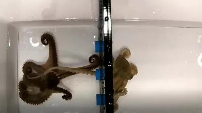 **VIDEO AVAILABLE: CONTACT INFO@COVERMG.COM TO RECEIVE**BY MARK WORGANOctopuses have a special 'sex arm' they use to identify partners by taste and mate with them, according to researchers at Harvard University.The findings, published in the journal Science, show that males can locate and fertilise females without seeing them, sometimes mating at arm's length.Scientists say the research sheds new light on how these largely solitary animals reproduce, and may help explain how new species evolve.Male octopuses have eight arms, but one - known as the hectocotylus - is specially adapted for reproduction."Male octopuses use a specialized arm called the hectocotylus to identify females and navigate their internal organs to reach the oviduct and deliver sperm," the researchers, led by lead author Pablo Villar, write in their paper.During mating, the arm searches for the female's mantle cavity and deposits packets of sperm, known as spermatophores. The researchers found that the arm is lined with receptors similar to those used by other arms to explore the seabed.Octopus limbs are highly sensitive, with each suction cup containing thousands of sensory cells. Much of the animal's nervous system is distributed throughout its arms, allowing them to act independently of the brain.To test how the animals use these abilities, scientists observed mating behaviour in the California two-spot octopus (Octopus bimaculoides).Males and females were placed on opposite sides of a tank, separated by a barrier with small openings. Despite being unable to see each other, males were able to extend their specialised arm through the divider, locate the female and begin mating.The study found that such interactions could take place even in complete darkness. When two males were paired, however, no mating attempts were observed, suggesting females emit a specific chemical signal.Further experiments pointed to the hormone progesterone as a key factor.Research