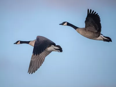 Letos je virus močno prizadel jate gosi. / Foto: Istock