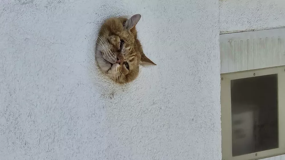 Hrva&scaron;ki gasilci so re&scaron;ili v zidu zataknjenega mačka. 