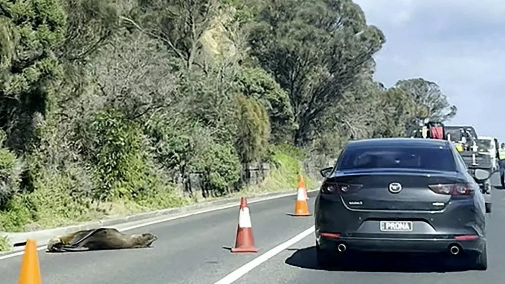 This frame grab from handout video footage by Laura Ellen taken on April 10, 2026 shows traffic along a road in the seaside Australian town of Dromana, located south of Melbourne in the southern state of Victoria, that was briefly diverted after a local seal decided to take a nap.,Image: 1089906099, License: Rights-managed, Restrictions: RESTRICTED TO EDITORIAL USE - MANDATORY CREDIT "AFP PHOTO / Laura Ellen " - NO MARKETING NO ADVERTISING CAMPAIGNS - DISTRIBUTED AS A SERVICE TO CLIENTS -, ***HANDOUT image or SOCIAL MEDIA IMAGE or FILMSTILL for EDITORIAL USE ONLY! * Please note: Fees charged by Profimedia are for the Profimedia's services only, and do not, nor are they intended to, convey to the user any ownership of Copyright or License in the material. Profimedia does not claim any ownership including but not limited to Copyright or License in the attached material. By publishing this material you (the user) expressly agree to indemnify and to hold Profimedia and its directors, shareholders and employees harmless from any loss, claims, damages, demands, expenses (including legal fees), or any causes of action or allegation against Profimedia arising out of or connected in any way with publication of the material. Profimedia does not claim any copyright or license in the attached materials. Any downloading fees charged by Profimedia are for Profimedia's services only. * Handling Fee Only ***, Model Release: no